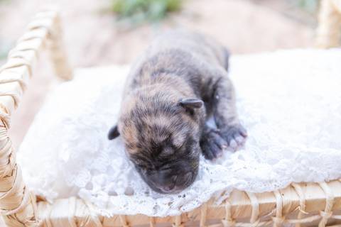 ensaio pet em brasília leticia franco fotografia sem raça definida newborn pet cachorro cadela cão'
