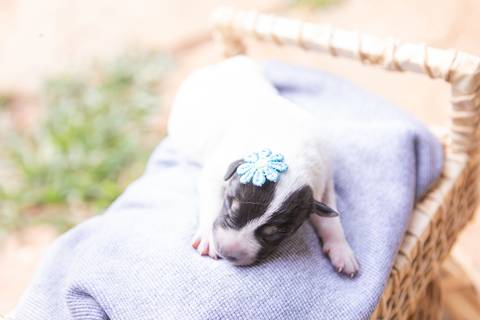 ensaio pet em brasília leticia franco fotografia sem raça definida newborn pet cachorro cadela cão'