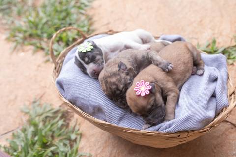 ensaio pet em brasília leticia franco fotografia sem raça definida newborn pet cachorro cadela cão'