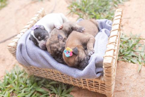 ensaio pet em brasília leticia franco fotografia sem raça definida newborn pet cachorro cadela cão'