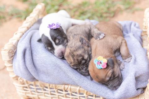 ensaio pet em brasília leticia franco fotografia sem raça definida newborn pet cachorro cadela cão'