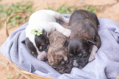 ensaio pet em brasília leticia franco fotografia sem raça definida newborn pet cachorro cadela cão'