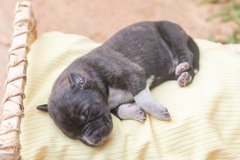ensaio pet em brasília leticia franco fotografia sem raça definida newborn pet cachorro cadela cão'