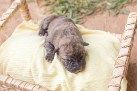 ensaio pet em brasília leticia franco fotografia sem raça definida newborn pet cachorro cadela cão'