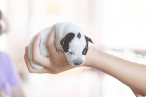 ensaio pet em brasília leticia franco fotografia sem raça definida newborn pet cachorro cadela cão'