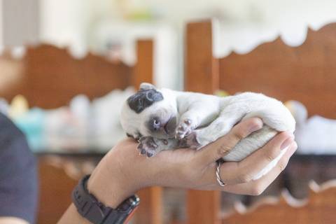 ensaio pet em brasília leticia franco fotografia sem raça definida newborn pet cachorro cadela cão'