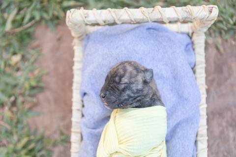 ensaio pet em brasília leticia franco fotografia sem raça definida newborn pet cachorro cadela cão'