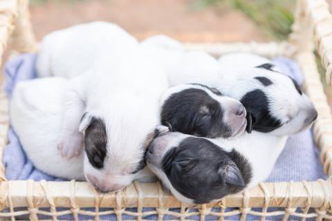 ensaio pet em brasília leticia franco fotografia sem raça definida newborn pet cachorro cadela cão'