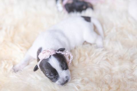 ensaio pet em brasília leticia franco fotografia sem raça definida newborn pet cachorro cadela cão'