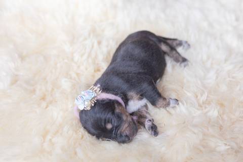 ensaio pet em brasília leticia franco fotografia sem raça definida newborn pet cachorro cadela cão'