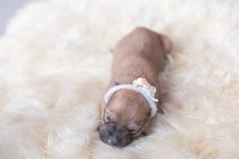 ensaio pet em brasília leticia franco fotografia sem raça definida newborn pet cachorro cadela cão'