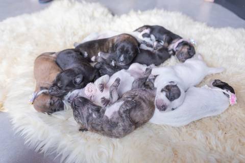 ensaio pet em brasília leticia franco fotografia sem raça definida newborn pet cachorro cadela cão'