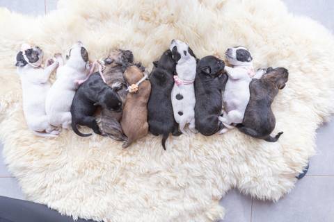 ensaio pet em brasília leticia franco fotografia sem raça definida newborn pet cachorro cadela cão'