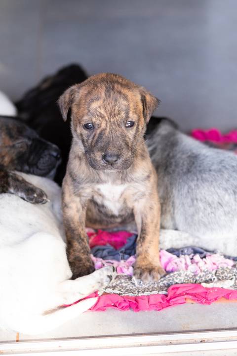 ensaio pet em brasília leticia franco fotografia sem raça definida newborn pet cachorro cadela cão'