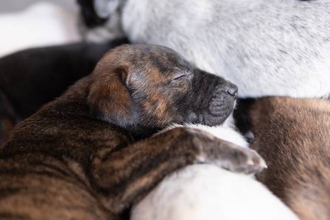 ensaio pet em brasília leticia franco fotografia sem raça definida newborn pet cachorro cadela cão'