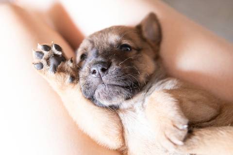 ensaio pet em brasília leticia franco fotografia sem raça definida newborn pet cachorro cadela cão'