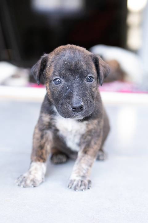 ensaio pet em brasília leticia franco fotografia sem raça definida newborn pet cachorro cadela cão'