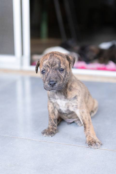 ensaio pet em brasília leticia franco fotografia sem raça definida newborn pet cachorro cadela cão'