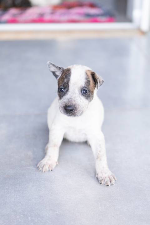 ensaio pet em brasília leticia franco fotografia sem raça definida newborn pet cachorro cadela cão'
