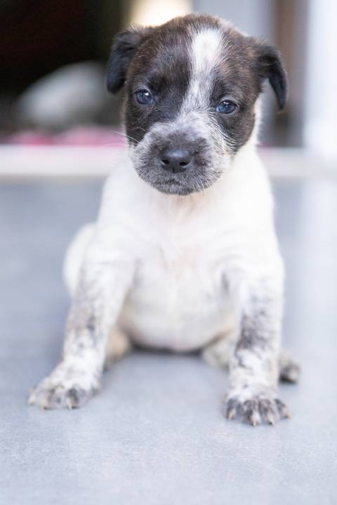 ensaio pet em brasília leticia franco fotografia sem raça definida newborn pet cachorro cadela cão'