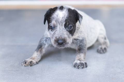 ensaio pet em brasília leticia franco fotografia sem raça definida newborn pet cachorro cadela cão'