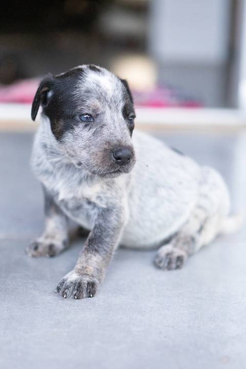 ensaio pet em brasília leticia franco fotografia sem raça definida newborn pet cachorro cadela cão'