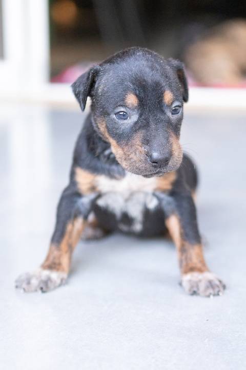 ensaio pet em brasília leticia franco fotografia sem raça definida newborn pet cachorro cadela cão'