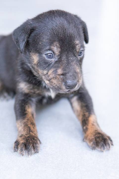 ensaio pet em brasília leticia franco fotografia sem raça definida newborn pet cachorro cadela cão'