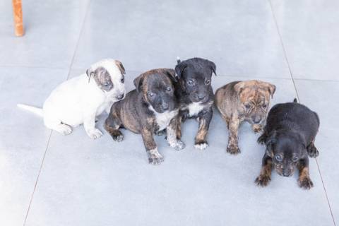 ensaio pet em brasília leticia franco fotografia sem raça definida newborn pet cachorro cadela cão'