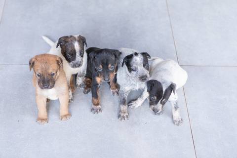 ensaio pet em brasília leticia franco fotografia sem raça definida newborn pet cachorro cadela cão'