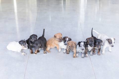 ensaio pet em brasília leticia franco fotografia sem raça definida newborn pet cachorro cadela cão'