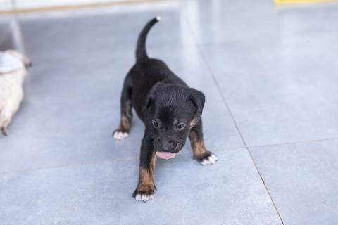 ensaio pet em brasília leticia franco fotografia sem raça definida newborn pet cachorro cadela cão'