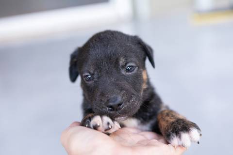 ensaio pet em brasília leticia franco fotografia sem raça definida newborn pet cachorro cadela cão'