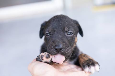 ensaio pet em brasília leticia franco fotografia sem raça definida newborn pet cachorro cadela cão'