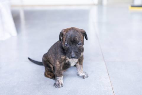 ensaio pet em brasília leticia franco fotografia sem raça definida newborn pet cachorro cadela cão'