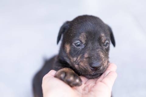 ensaio pet em brasília leticia franco fotografia sem raça definida newborn pet cachorro cadela cão'