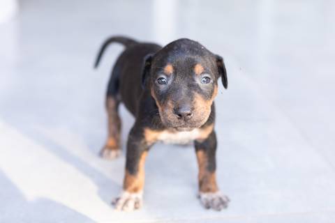 ensaio pet em brasília leticia franco fotografia sem raça definida newborn pet cachorro cadela cão'