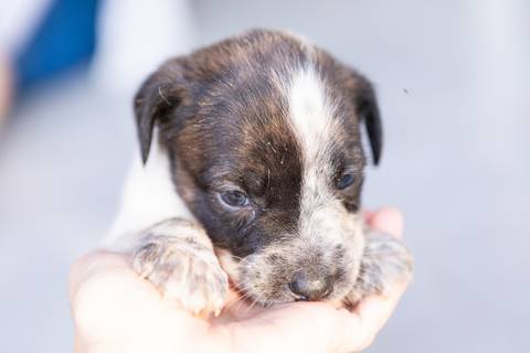 ensaio pet em brasília leticia franco fotografia sem raça definida newborn pet cachorro cadela cão'