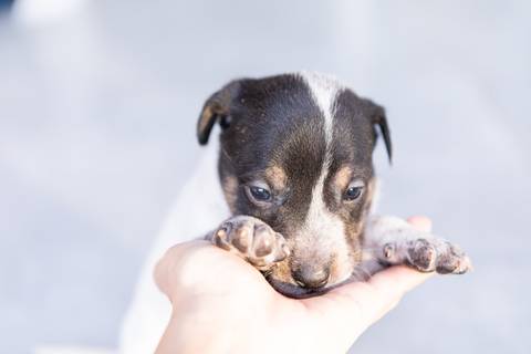 ensaio pet em brasília leticia franco fotografia sem raça definida newborn pet cachorro cadela cão'