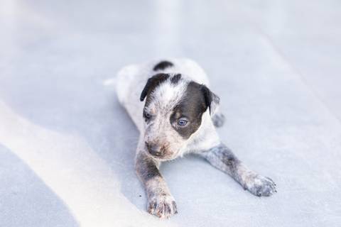ensaio pet em brasília leticia franco fotografia sem raça definida newborn pet cachorro cadela cão'
