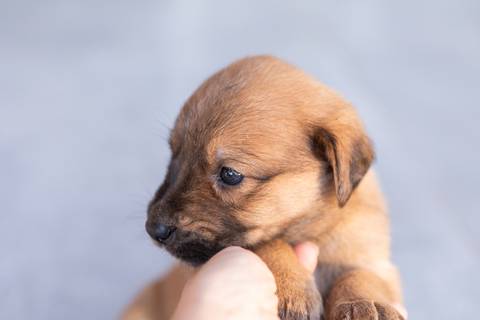 ensaio pet em brasília leticia franco fotografia sem raça definida newborn pet cachorro cadela cão'