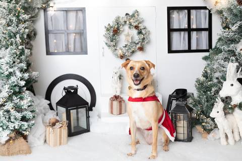 ensaio de natal bebê touca de papai noel brasilia df registrado pela fotógrafa letícia franco papai noel arvore guirlanda pijama carter's carters  trailer neve
'