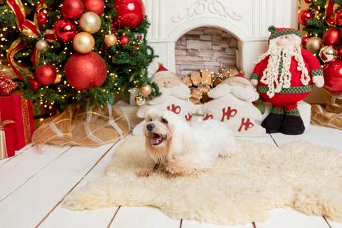 ensaio de natal bebê touca de papai noel brasilia df registrado pela fotógrafa letícia franco papai noel arvore guirlanda pijama carter's carters  trailer neve
'