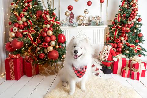 ensaio de natal bebê touca de papai noel brasilia df registrado pela fotógrafa letícia franco papai noel arvore guirlanda pijama carter's carters  trailer neve
ensaio de natal em brasilia brasília'