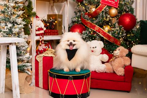 Fotografia pet em cenário temático. Cachorro posando de forma divertida na decoração de fim de ano em Brasília.'