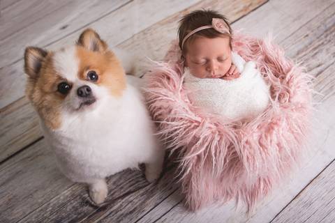 newborn isabela fotografa fotografo fotógrafa brasilia brasília df distrito federal recém nascido baby bebe bebê reborn natal flocos de neve wrap enrolado ozzy cachorro cão irmão canino  spitz alemão lulu da pomerania'