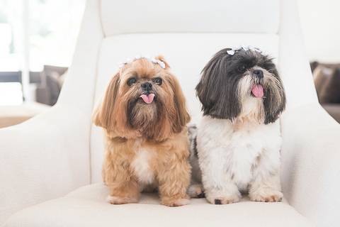 shih tzu ensaio pet em brasília leticia franco fotografia lago norte df yank e amora na poltrona de casa com língua pra fora'