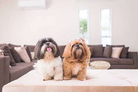 shih tzu ensaio pet em brasília leticia franco fotografia lago norte df yank e amora na poltrona de casa com língua pra fora cabecinha torta'