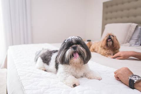 shih tzu ensaio pet em brasília leticia franco fotografia lago norte df yank e amora com língua pra fora na cama deitadas'