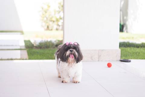 shih tzu ensaio pet em brasília leticia franco fotografia lago norte df yank e amora brincando no quintal de casa com a bolinha'